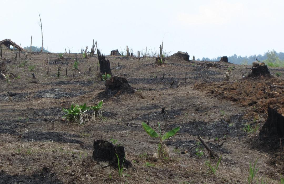 Kebakaran di Area Konsesi, DPRD PPU Minta Penyebab Diinvestigasi